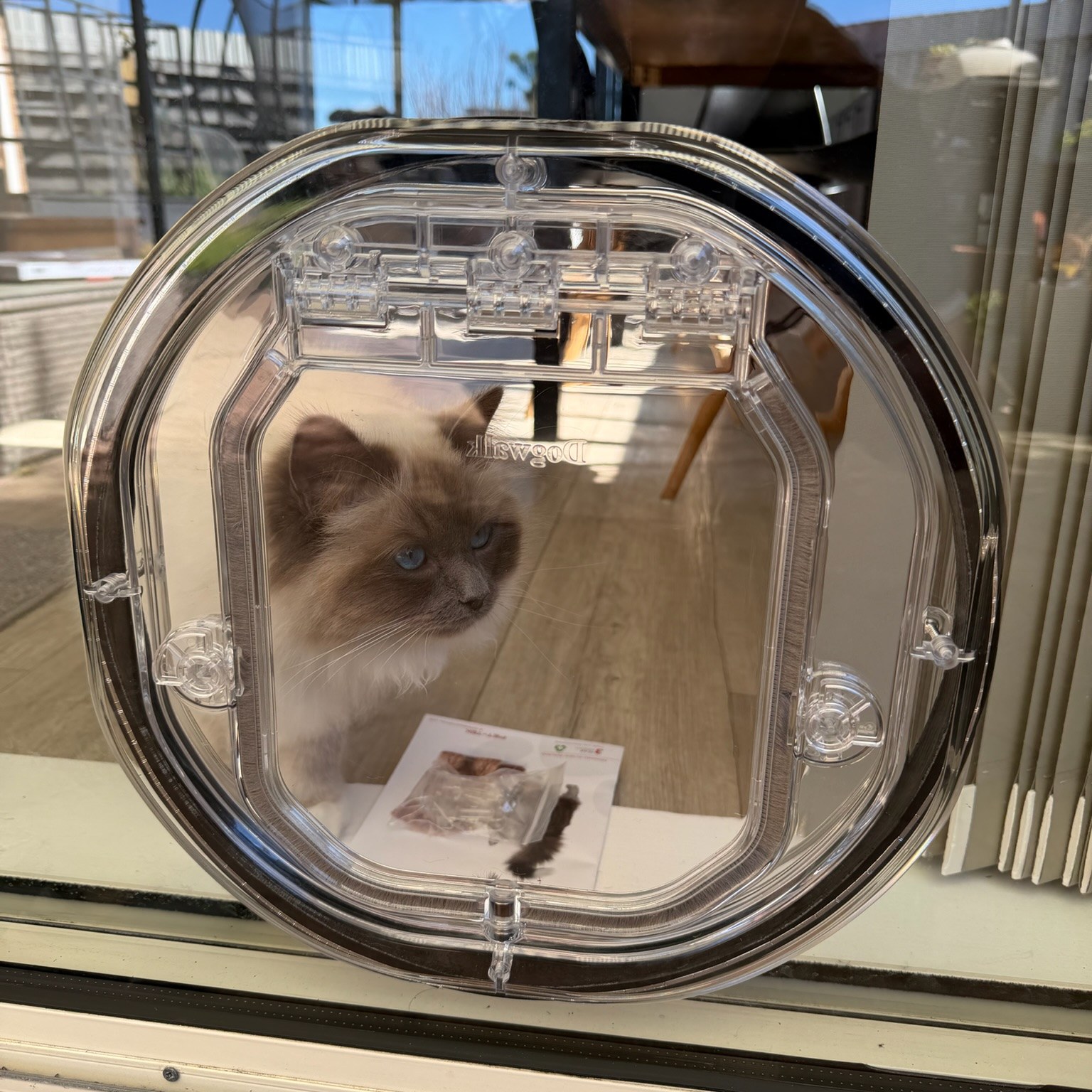 Cat behind a clear round pet door fitted in glass