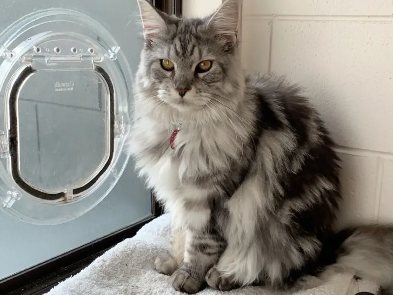Cat beside a Catwalk door installed in frosted glass