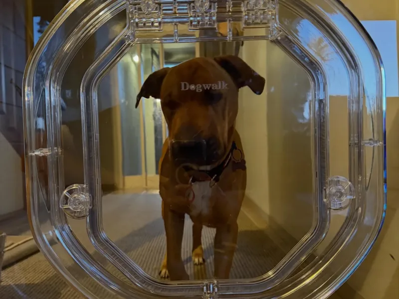 Dog looking through a clear Dogwalk door in glass