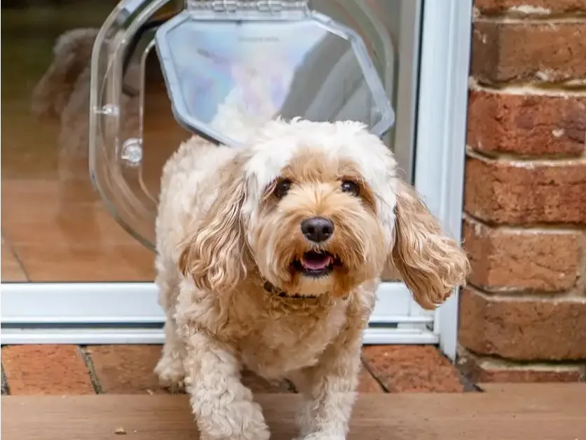 A dog coming through a clear pet door fitted into a sliding glass door